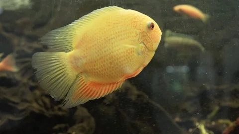 Yellow fish swims among the algae Stock Footage 111950711