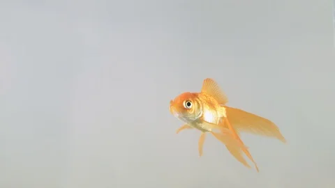 Yellow fish swims on a light background Stock Footage 101825551