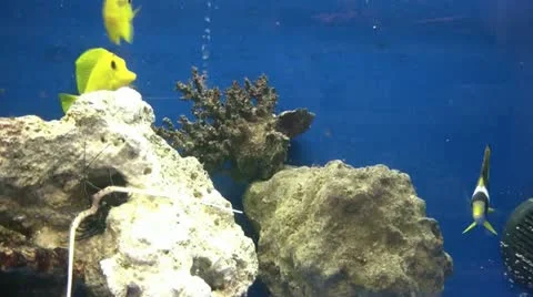 Yellow Fish In Tank Video stock 12617260