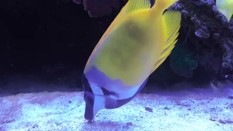 A Yellow Fish in a Tank Stock Footage 238576767