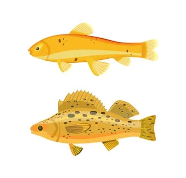 Yellow Fish Types Zebra Set Vector Illustration Stock Illustration