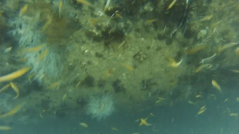 Yellow fish underwater Stock Footage 79719819