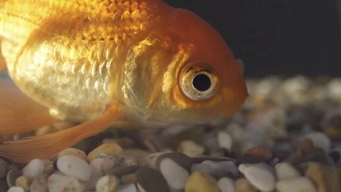 Yellow fish in the water on the rocky bottom Stock Footage 101374635