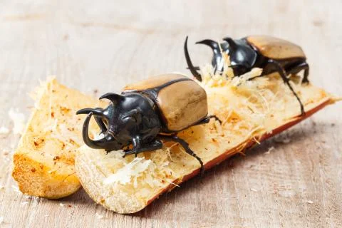 Yellow five horned beetle Stock Photos