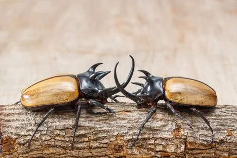 Yellow five horned beetle Stock Photos