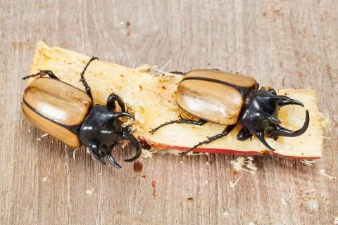 Yellow five horned beetle Stock Photos