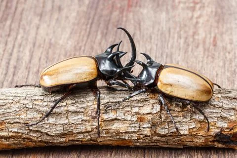 Yellow five horned beetle Stock Photos