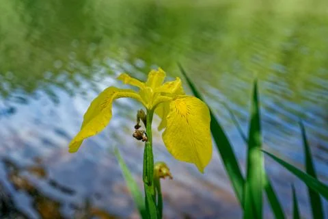 Yellow flag iris bloom Stock Photos