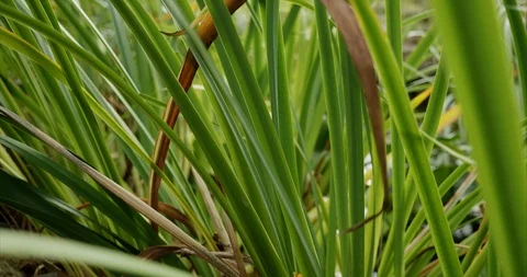 Yellow flag iris foliage moving in the wind Stock Footage 116768971