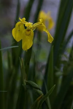 Yellow flag iris Iris pseudacores with leaves Foto stock