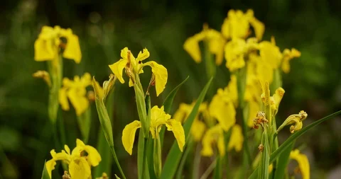 Yellow flag iris (Iris pseudacorus) flowers Stock Footage 112144269