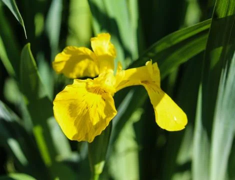 Yellow flag, yellow iris or water flag (Iris pseudacorus) flower blooming in  Stock Photos