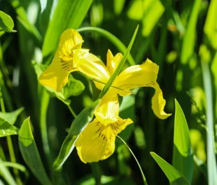 Yellow flag, yellow iris or water flag (Iris pseudacorus) flower blooming in  Stock Photos