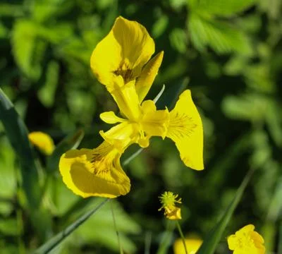 Yellow flag, yellow iris or water flag (Iris pseudacorus) flower blooming in  Stock Photos