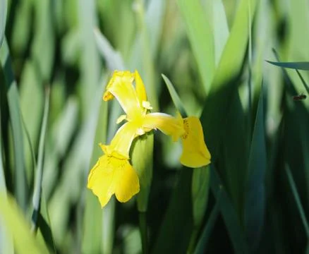 Yellow flag, yellow iris or water flag (Iris pseudacorus) flower blooming in  Stock Photos