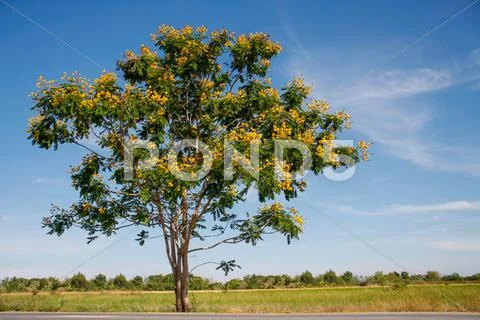 Yellow flamboyant tree Stock Photos