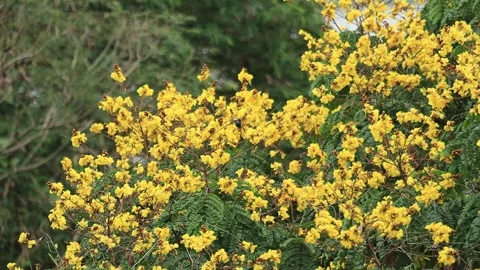 Yellow flame flowers with a carpenter bee. 스톡 동영상 255796496