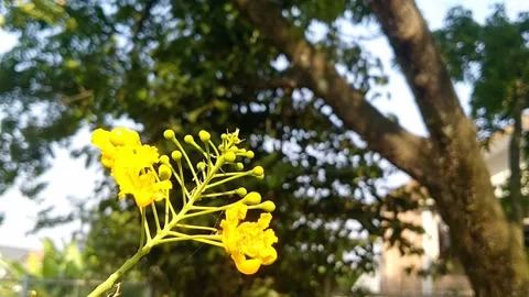 Yellow Flame Tree Peltophorum Pterocarpum Vibrant Golden Blossoms Stock Footage 339317858