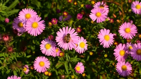 Yellow flies on alpine asters Stock Footage 139972183