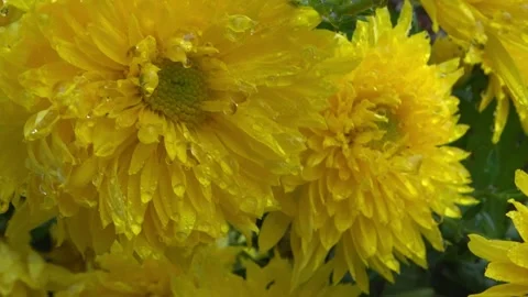 Yellow florers with water drops Stock Footage 145091998
