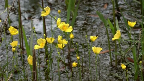 Yellow Florida Bladderwort in bloom, W. Panhandle, FL, Spring, USA Video stock 154512012