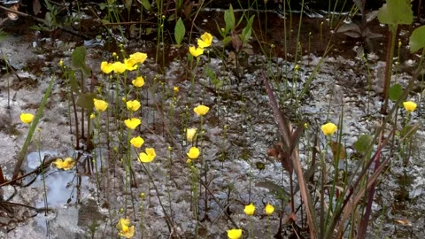 Yellow Florida Bladderwort in bloom, W. Panhandle, FL, Spring, USA Stock Footage 197897952