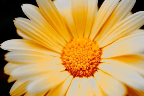 Yellow flover Foto stock