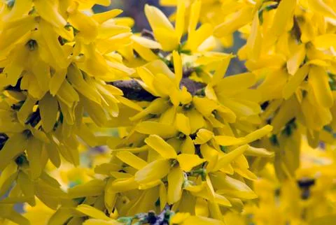 Yellow flovers Stock Photos