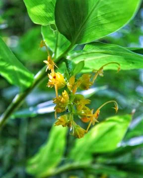 Yellow flowe in the forest,ant on a flower Stock Photos