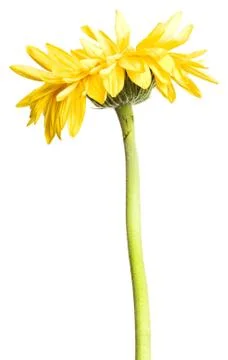 Yellow Flowe Stock Photos