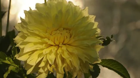 Yellow Flower 037760 Stock-Footage 12170201