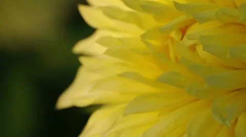 Yellow Flower 037762 Stock Footage 12170198