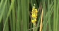 Yellow Flower 2 HD Footage
