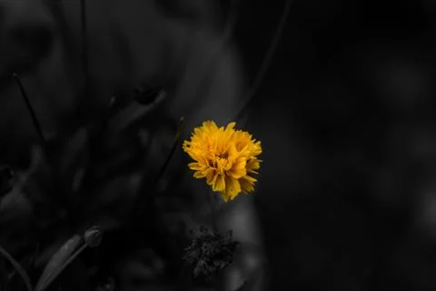 Yellow flower and black and white background Stock Photos