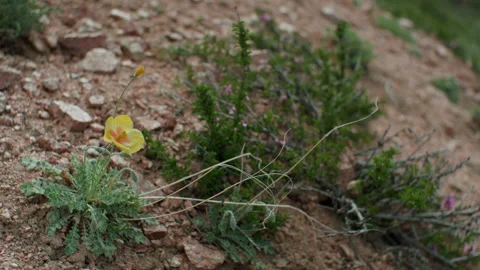 Yellow flower and grass Stock Footage 221003167