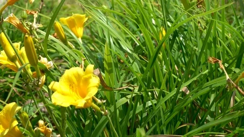 Yellow Flower and Grass Rack Focus Stock Footage 76749758