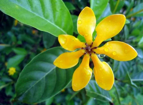 Yellow flower and water drops Stock-Fotos