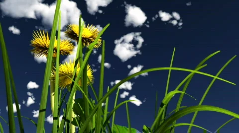 Yellow flower and white clouds Stock-Footage 571631
