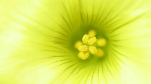 Yellow Flower Anthers Macro shot in 4k Video stock 128942745