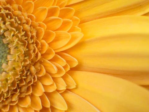 Yellow flower background Stock Photos