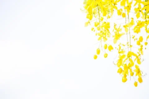 Yellow Flower Background Stock Photos