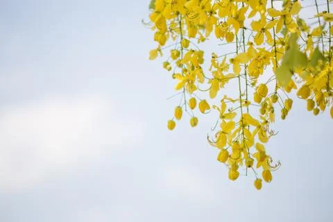 Yellow Flower Background Stock Photos