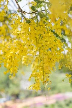 Yellow Flower Background Stock Photos