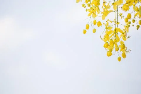 Yellow Flower Background Stock Photos
