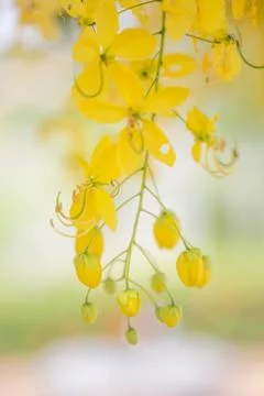 Yellow Flower Background Foto stock