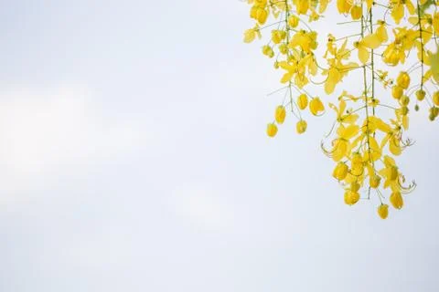 Yellow Flower Background Stock Photos