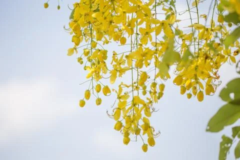 Yellow Flower Background Stock Photos