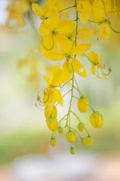 Yellow Flower Background Stock Photos