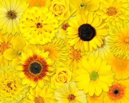 Yellow Flower Background Foto stock