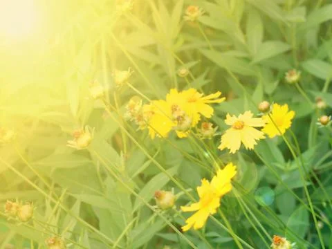 Yellow Flower Background Stock Photos
